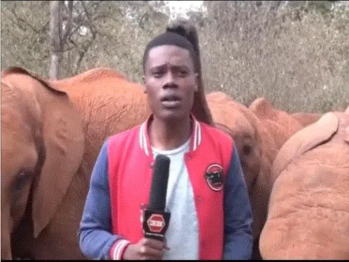 Baby Elephant Tickles Reporter During Broadcast, Video Goes Viral